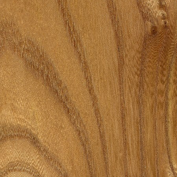 Elm